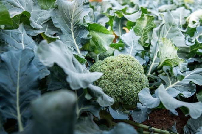 Broccoli