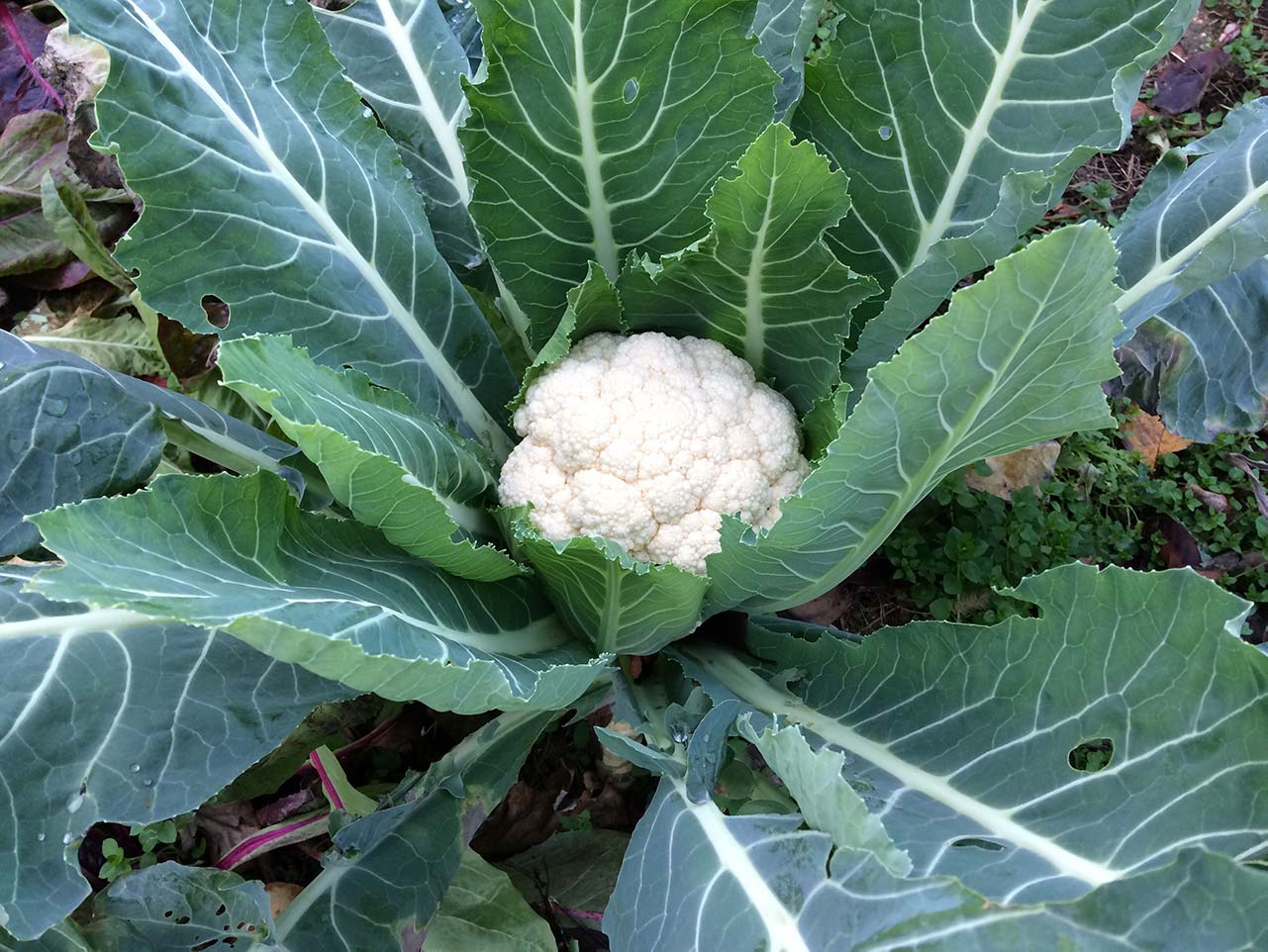 Cavolfiori