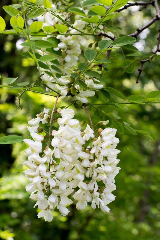 Miele di Acacia