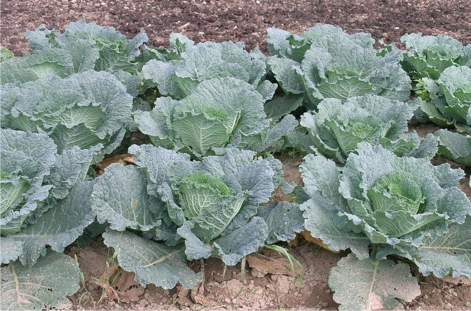 Cavolo Verza